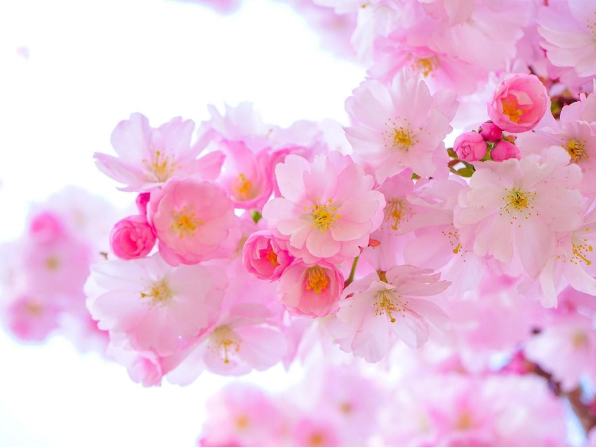 Kochi Sakura Hotel Экстерьер фото